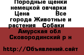 Породные щенки немецкой овчарки › Цена ­ 24 000 - Все города Животные и растения » Собаки   . Амурская обл.,Сковородинский р-н